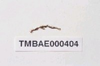 藏品(巨葉卷柏苔)的圖片